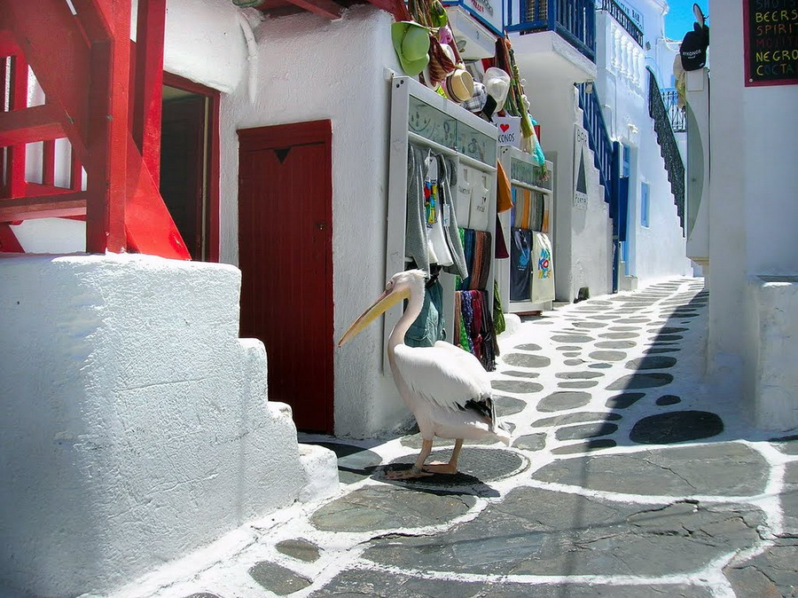  Pelikan Petros  maskota Mikonosa 